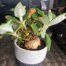 Image result for Sinningia