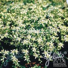 Attēlu rezultāti vaicājumam “Sedum acre leaf”