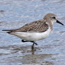 Image result for Calidris ruficollis