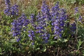 Attēlu rezultāti vaicājumam “Ajuga genevensis”