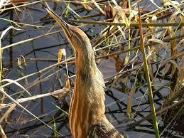 Image result for Essex Stragglers