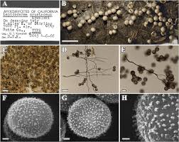 Attēlu rezultāti vaicājumam “Didymium crustaceum”