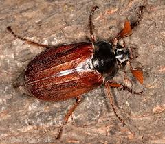 Attēlu rezultāti vaicājumam “Melolontha melolontha”