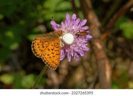 Attēlu rezultāti vaicājumam “Clossiana selene underside”