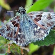 Attēlu rezultāti vaicājumam “Carcharodus floccifera”