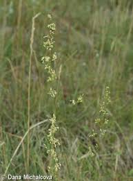 Attēlu rezultāti vaicājumam “Silene otites fruit”
