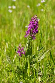 Attēlu rezultāti vaicājumam “Dactylorhiza majalis subsp. baltica bud”