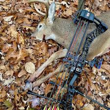 Image result for Mole Valley Bowmen