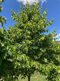 Attēlu rezultāti vaicājumam “Tilia americana”