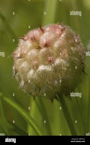 Attēlu rezultāti vaicājumam “Trifolium fragiferum fruit”