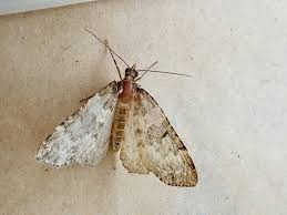 Attēlu rezultāti vaicājumam “Electrophaes corylata”