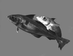 Image result for Melanogrammus aeglefinus