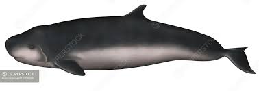 Image result for Kogia breviceps