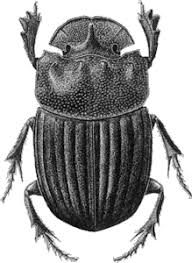Attēlu rezultāti vaicājumam “Scarabaeidae”