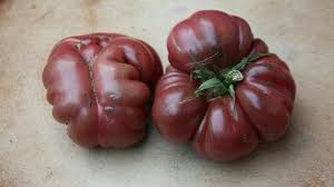 Afbeeldingsresultaat voor purple calabash tomato