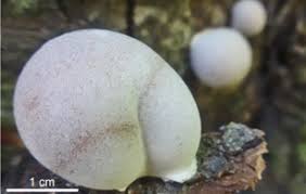 Attēlu rezultāti vaicājumam “Lycogala botrydium”