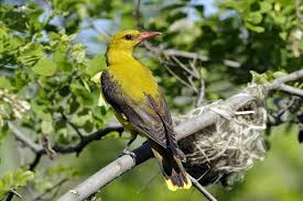 Attēlu rezultāti vaicājumam “Oriolus oriolus female”