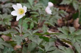 Attēlu rezultāti vaicājumam “Anemone nemorosa leaf”
