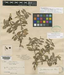 Attēlu rezultāti vaicājumam “Gaultheria cuneata”