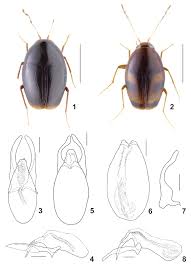 Attēlu rezultāti vaicājumam “Scaphisoma sp.”