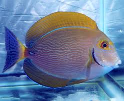 Image result for Acanthurus xanthopterus