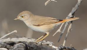 Image result for Sylvia nana