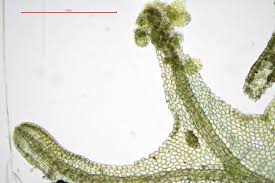 Attēlu rezultāti vaicājumam “Metzgeria violacea”