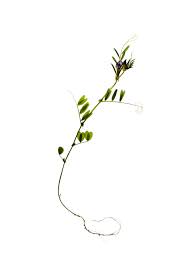 Attēlu rezultāti vaicājumam “Vicia sepium”