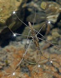 Attēlu rezultāti vaicājumam “Aquarius najas”