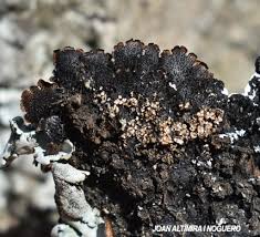 Attēlu rezultāti vaicājumam “Parmelina tiliacea”