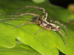 Attēlu rezultāti vaicājumam “Anyphaena accentuata”