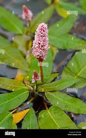 Attēlu rezultāti vaicājumam “Polygonum amphibium flower”