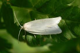 Attēlu rezultāti vaicājumam “Eana argentana”