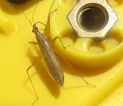 Attēlu rezultāti vaicājumam “Phalonidea permixtana”