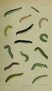 Attēlu rezultāti vaicājumam “Mamestra brassicae pupa”