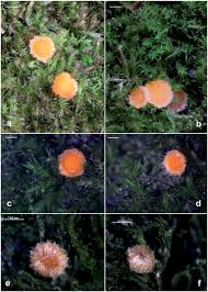 Attēlu rezultāti vaicājumam “Octosporella jungermanniarum”