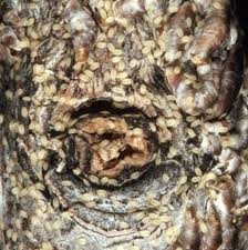 Attēlu rezultāti vaicājumam “Lepidosaphes ulmi”