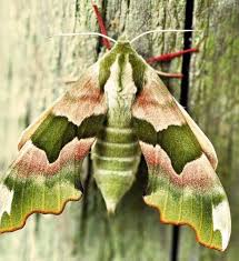 Attēlu rezultāti vaicājumam “Mimas tiliae”