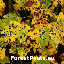 Attēlu rezultāti vaicājumam “Rhytisma acerinum”