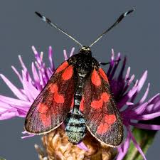 Attēlu rezultāti vaicājumam “Zygaena filipendulae”