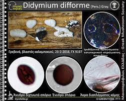 Attēlu rezultāti vaicājumam “Didymium difforme”