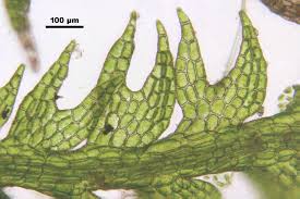 Attēlu rezultāti vaicājumam “Cephalozia bicuspidata”
