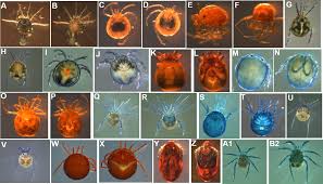 Attēlu rezultāti vaicājumam “Hydrachna”