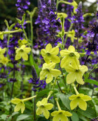 Image result for Nicotiana x sanderae
