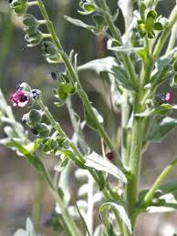 Attēlu rezultāti vaicājumam “Cynoglossum officinale”