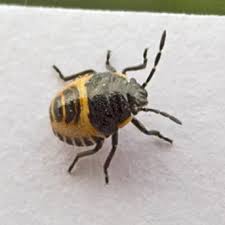 Attēlu rezultāti vaicājumam “Eurydema oleracea imago”