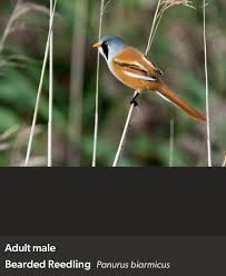 Attēlu rezultāti vaicājumam “Panurus biarmicus male”