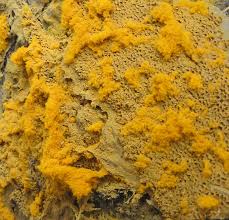 Attēlu rezultāti vaicājumam “Trichia longipalpis spores”