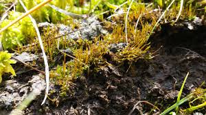 Attēlu rezultāti vaicājumam “Splachnum ampullaceum”