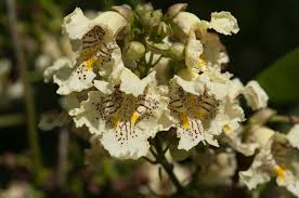 Attēlu rezultāti vaicājumam “Catalpa ovata flower”